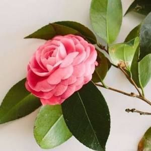 Meet your Posher, Vicky